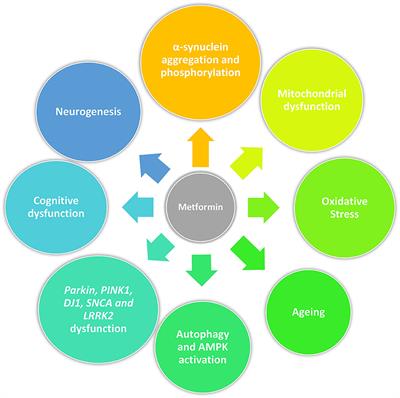 Metformin as a Potential Neuroprotective Agent in Prodromal Parkinson's Disease—Viewpoint